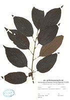 藏品(臺東柿)的圖片